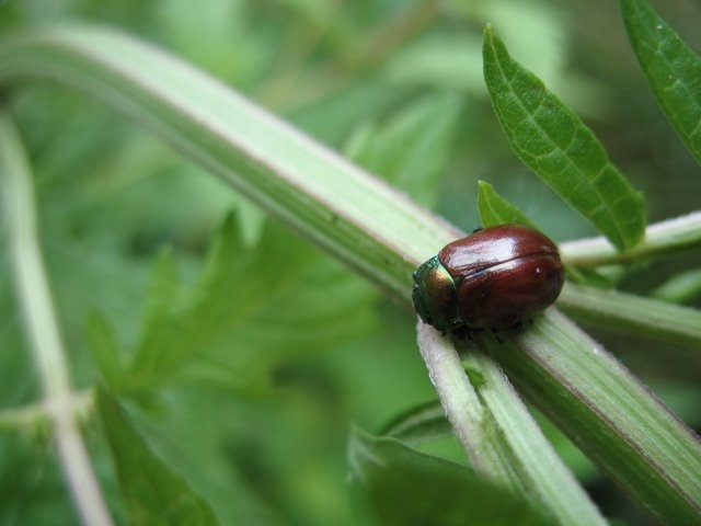 Chrysolina polita peut être